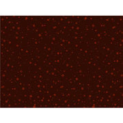 Anti Pill Brown Red Bubbles Fleece F573