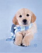 Anti-Pill Rachel Hale Buddy Blue Fleece Panel F711